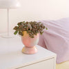 Euphoria Small Ceramic Planter