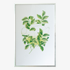Risography poster 'Camelia'