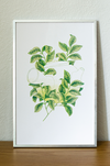 Risography poster 'Camelia'