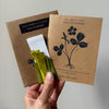 DIY Paper Flower Kit 'Wild Strawberry'