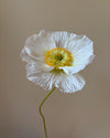 Paper Poppy Flower