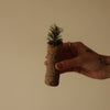 Soliflore Terre