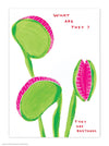 Postcard 'What Are They'