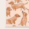 Dachshunds wallpaper