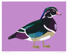 Poster 'Wood Duck'