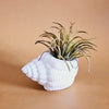 Vintage Porcelain Shell Lantern Holder/Cachepot