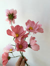 Fleur de papier Cosmos [couleurs variées]