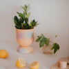 Euphoria Large Ceramic Planter