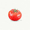 Watercolor poster 'Miniature Tomato'