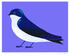 Poster 'Bicolor Swallow'