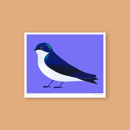 Poster 'Bicolor Swallow'