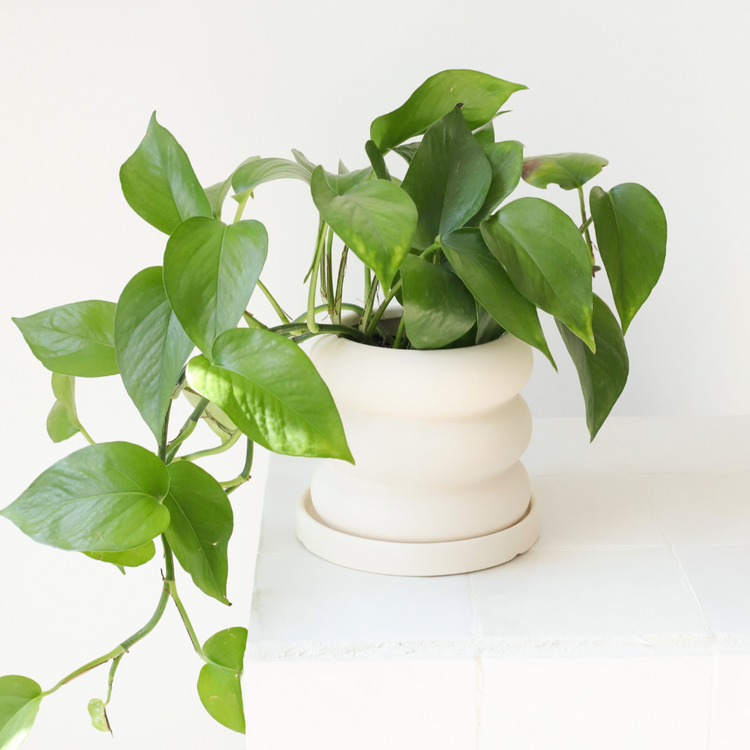 Bubble ceramic planter