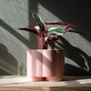Cache-Pot Pillar rose