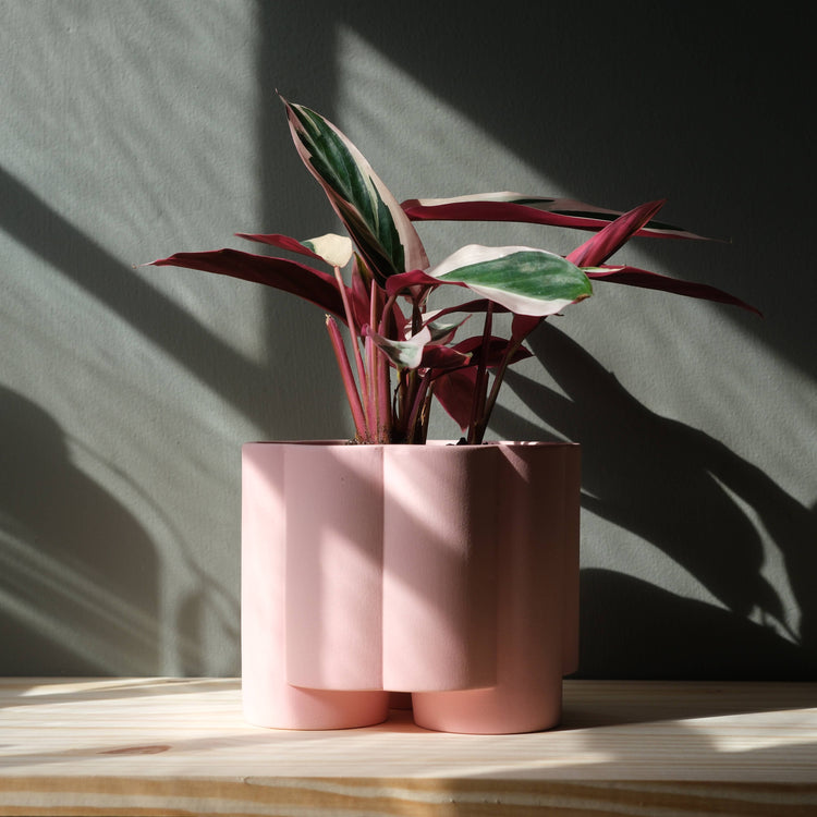 Cache-Pot Pillar rose