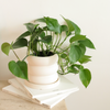 Bubble ceramic planter