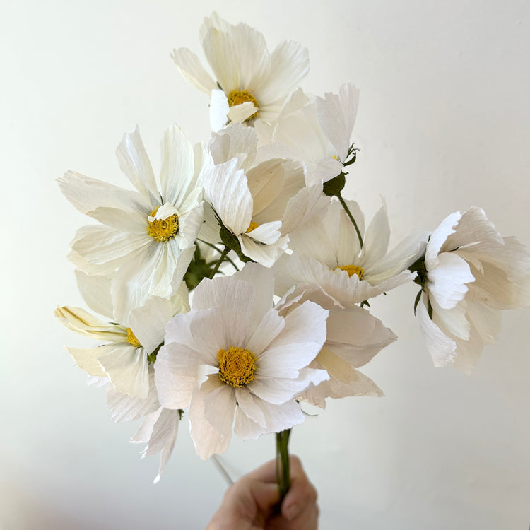 Fleur de papier Cosmos [couleurs variées]