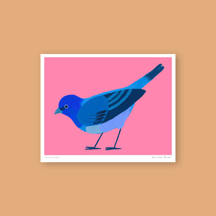 Affiche 'Passerin indigo'