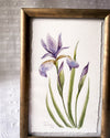 Original watercolor 'Iris versicolor'