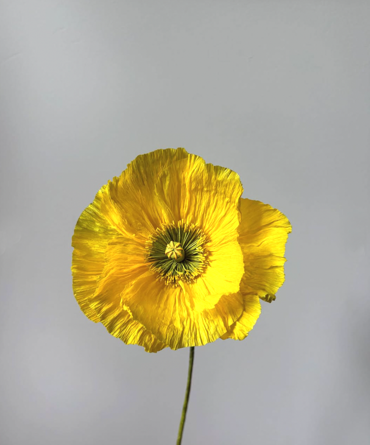 Fleur de papier Pavot [modèles variés]