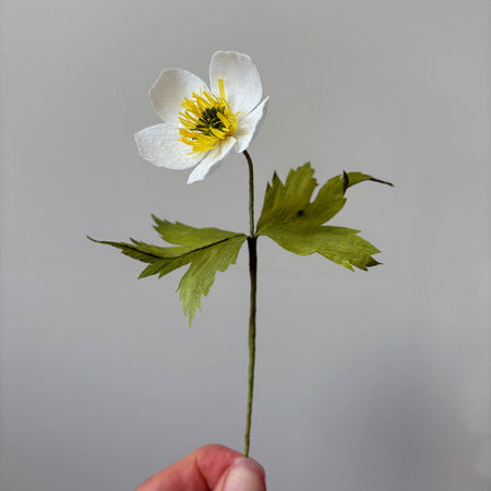 Ensemble DIY de fleurs en papier à assembler 'Anémone canadienne'
