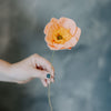 Fleur Coquelicot islandais en feutre