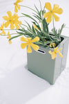Jardinière Le Baquet olive