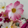 Fleur de papier Cosmos [couleurs variées]