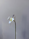 Fleur de papier Jonquille [modèles variés]