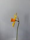 Fleur de papier Jonquille [modèles variés]
