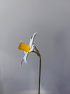 Fleur de papier Jonquille [modèles variés]