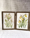 Aquarelle originale 'Triptyque du sabot de la Vierge'