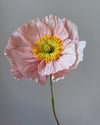Paper Flower Large Poppy