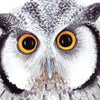 Affichette Le Hibou