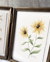 Aquarelle originale 'Avoine et Tournesol'