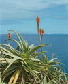 Photograph 'Orange Tropical'