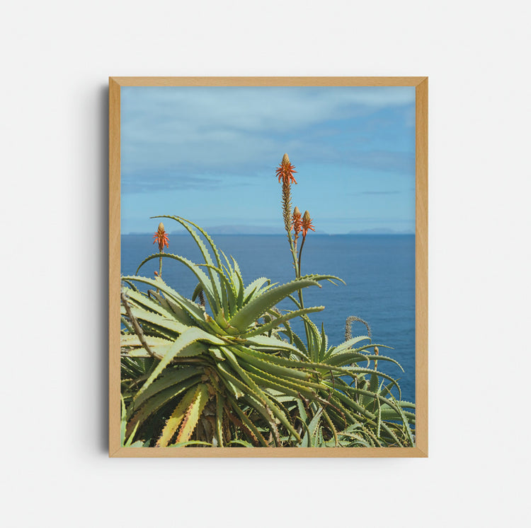 Photograph 'Orange Tropical'