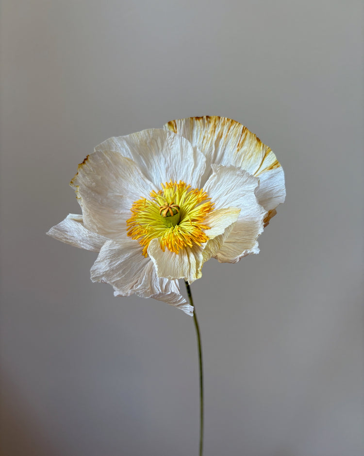Fleur de papier Pavot