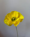 Fleur de papier Pavot