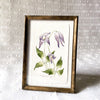 Aquarelle originale 'Clématite violette'