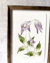 Aquarelle originale 'Clématite violette'