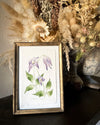 Aquarelle originale 'Clématite violette'