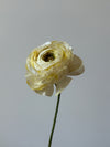 Fleur de papier Renoncule