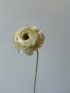 Fleur de papier Renoncule