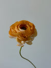 Fleur de papier Renoncule