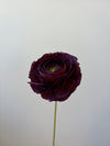 Fleur de papier Renoncule [modèles variés]