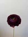 Fleur de papier Renoncule [modèles variés]