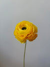 Fleur de papier Renoncule [modèles variés]