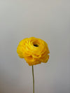 Fleur de papier Renoncule [modèles variés]