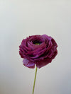 Fleur de papier Renoncule [modèles variés]