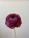 Fleur de papier Renoncule [modèles variés]